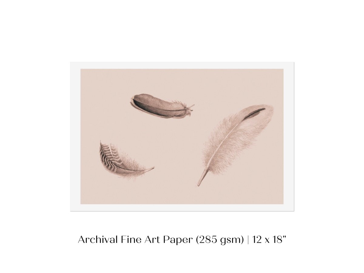 Feather Study | P389 - Single Art Prints - Piccolo Fiore Prints