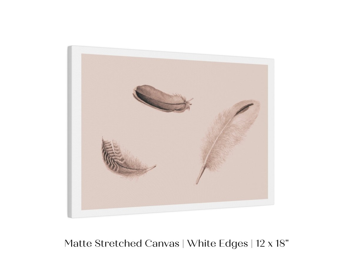Feather Study | P389 - Single Art Prints - Piccolo Fiore Prints