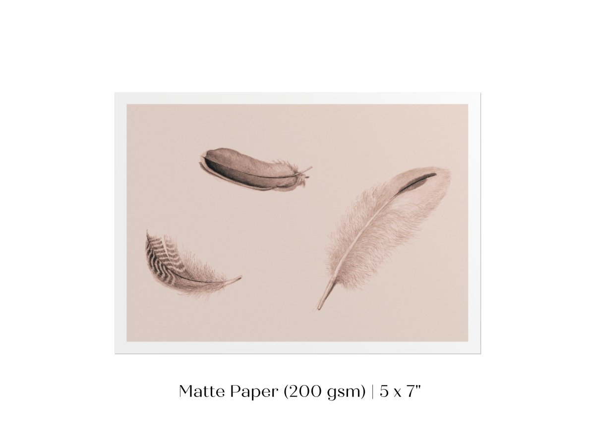 Feather Study | P389 - Single Art Prints - Piccolo Fiore Prints