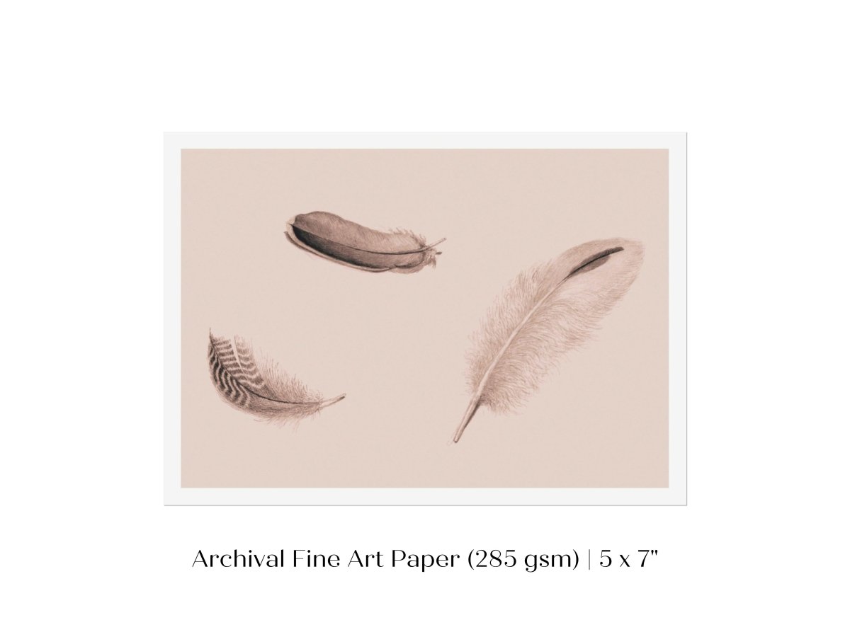 Feather Study | P389 - Single Art Prints - Piccolo Fiore Prints