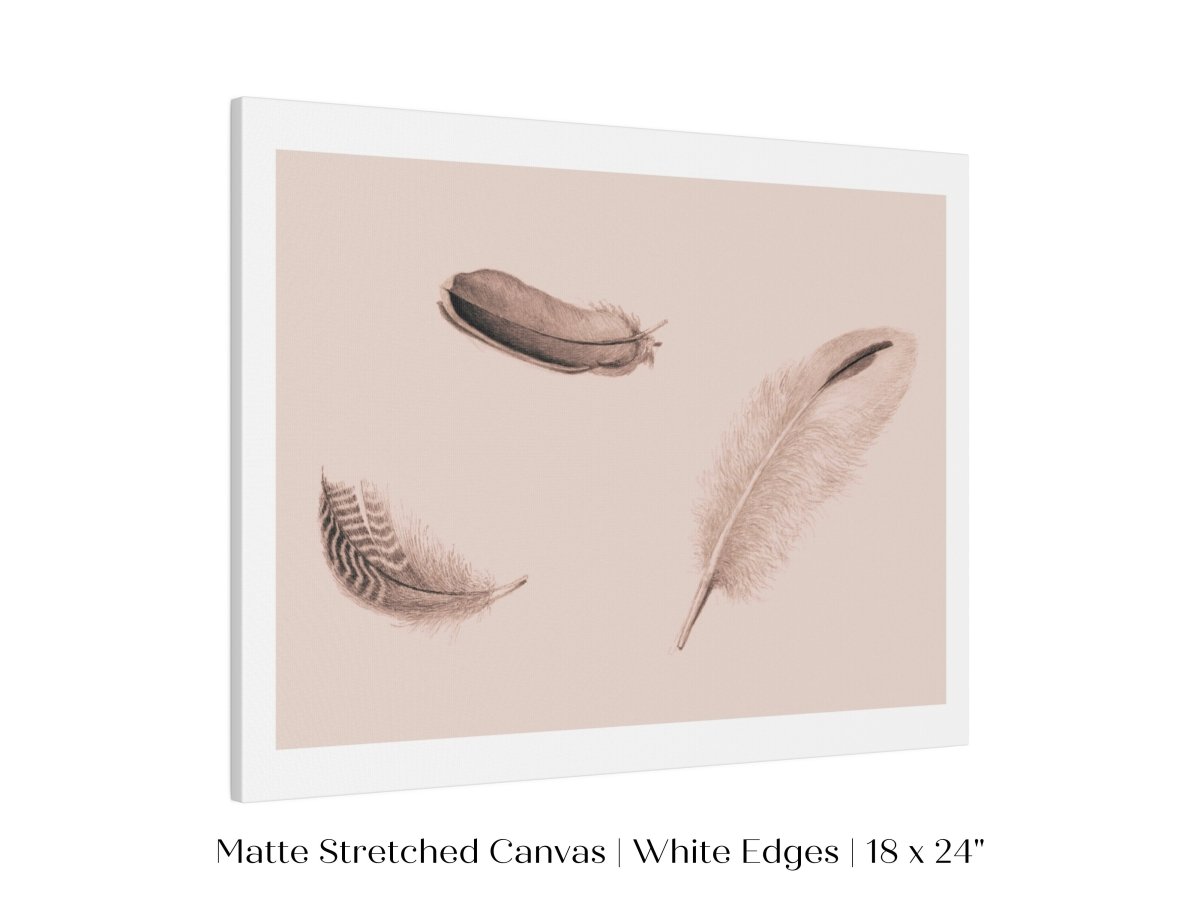 Feather Study | P389 - Single Art Prints - Piccolo Fiore Prints