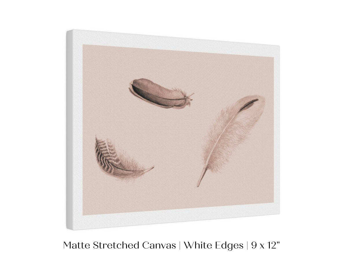 Feather Study | P389 - Single Art Prints - Piccolo Fiore Prints