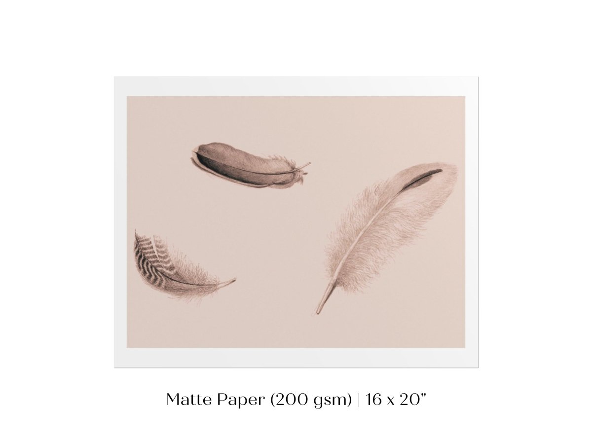 Feather Study | P389 - Single Art Prints - Piccolo Fiore Prints