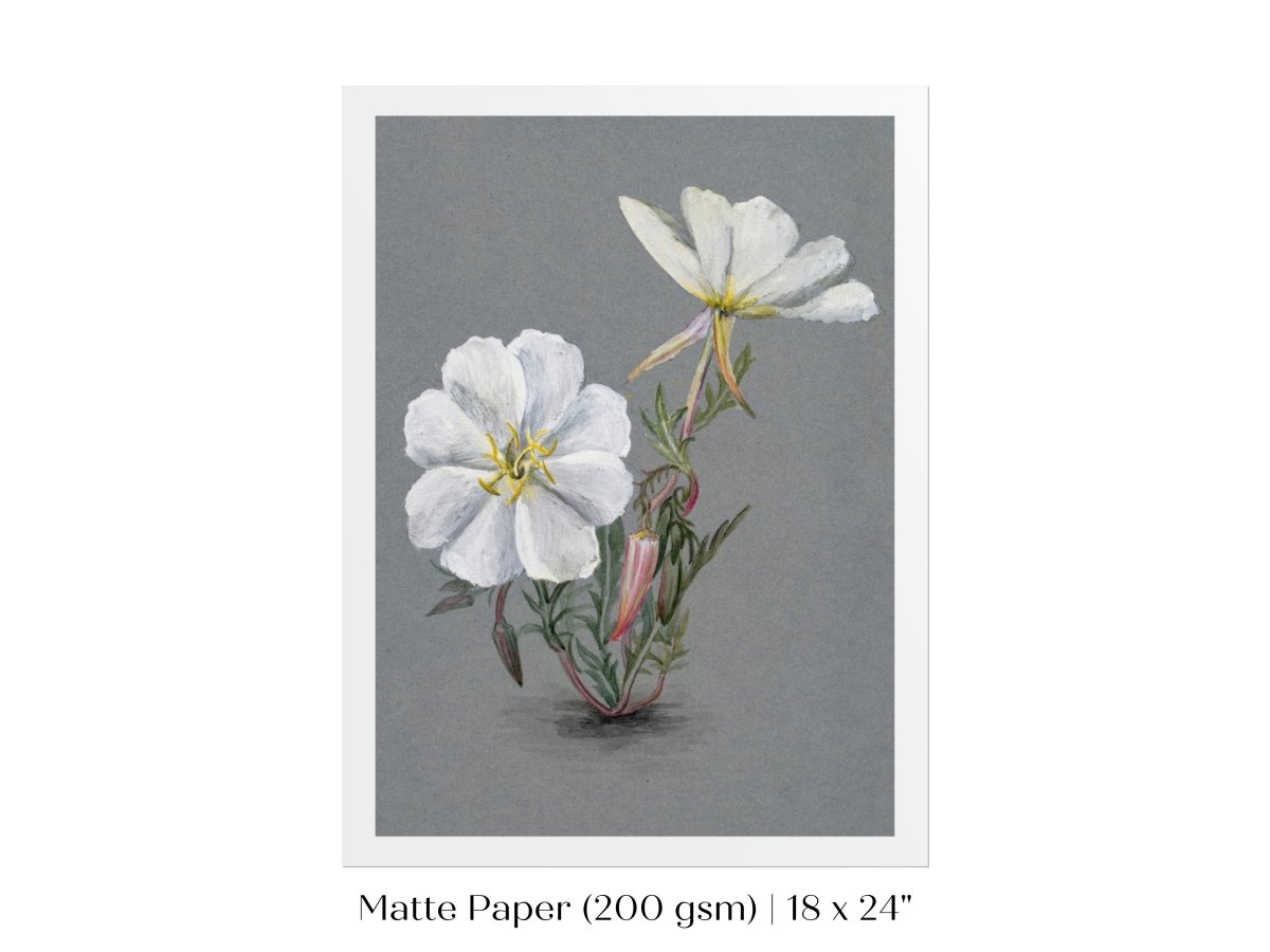 Giant Helleborine | P67 - Single Art Prints - Piccolo Fiore Prints