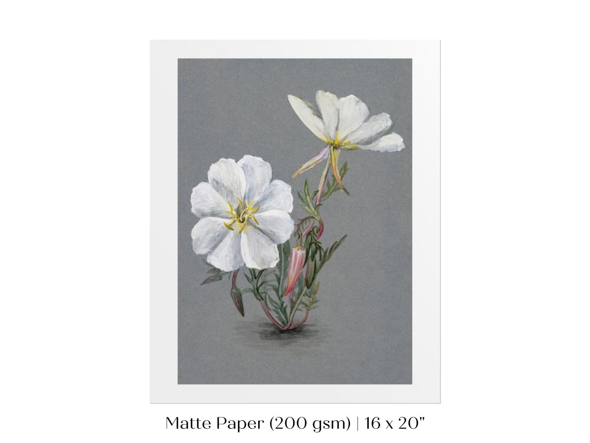 Giant Helleborine | P67 - Single Art Prints - Piccolo Fiore Prints