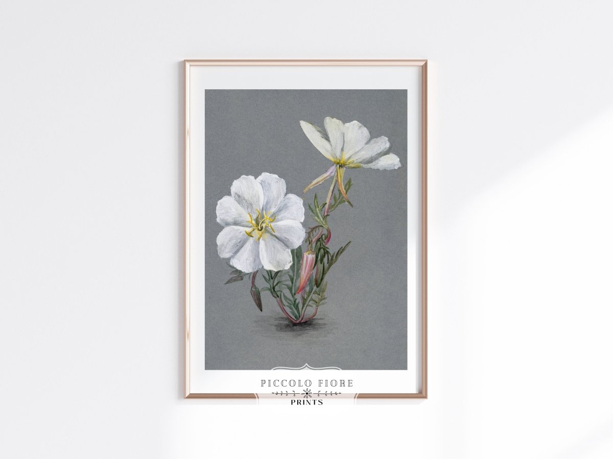 Giant Helleborine | P67 - Single Art Prints - Piccolo Fiore Prints