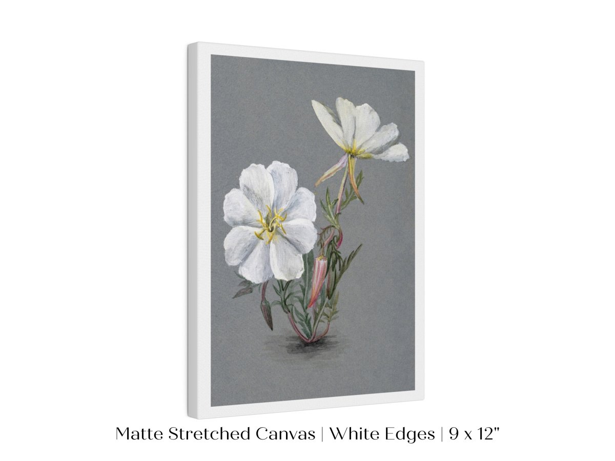 Giant Helleborine | P67 - Single Art Prints - Piccolo Fiore Prints
