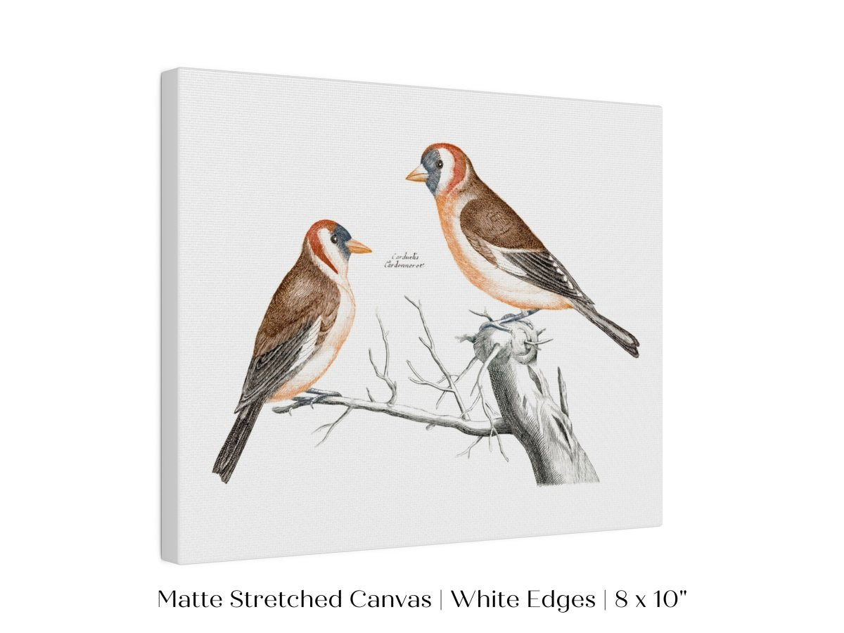 Goldfinches Illustration | P78 - Single Art Prints - Piccolo Fiore Prints