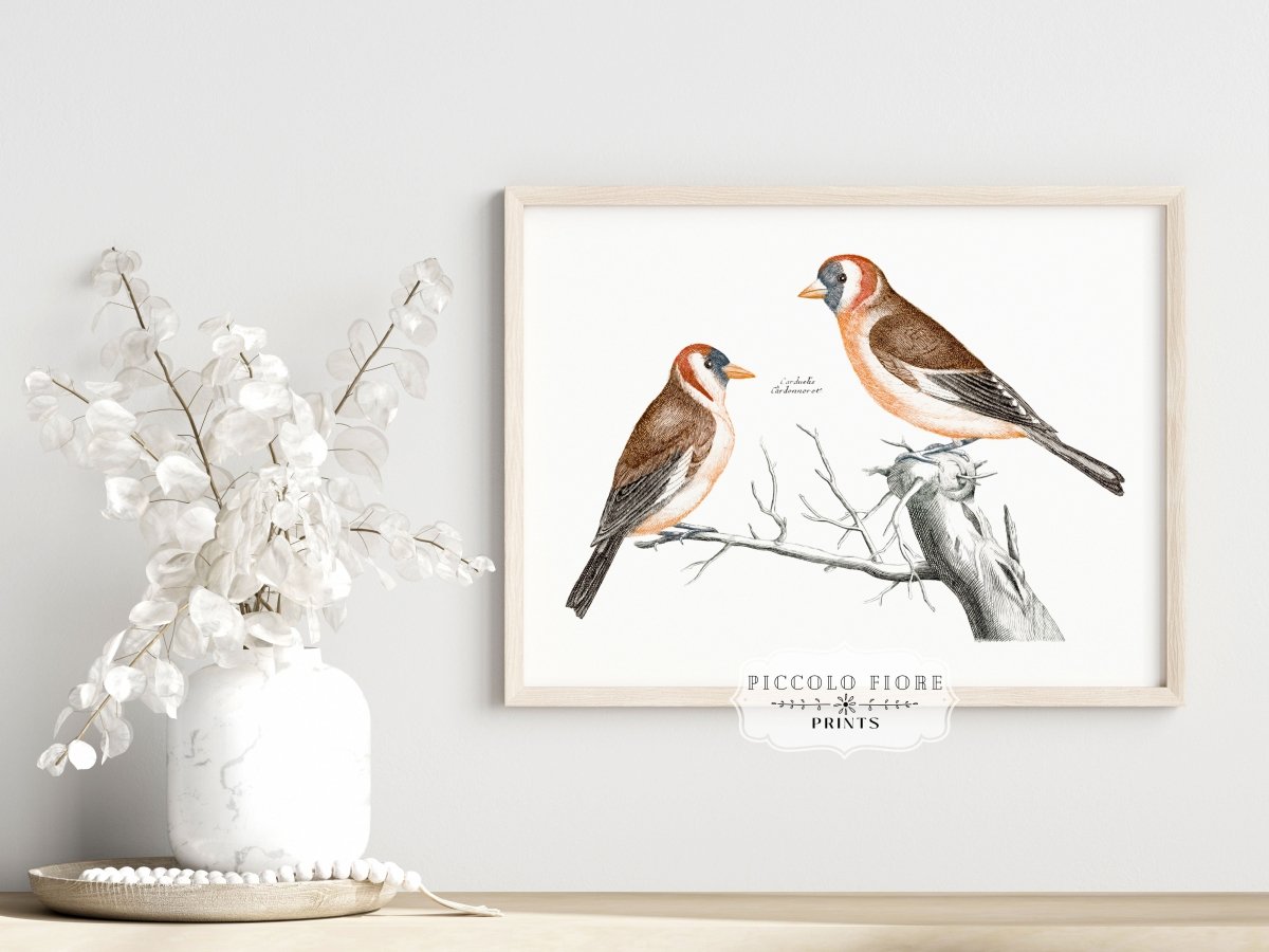 Goldfinches Illustration | P78 - Single Art Prints - Piccolo Fiore Prints