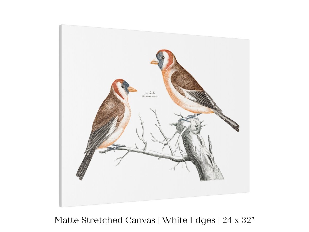 Goldfinches Illustration | P78 - Single Art Prints - Piccolo Fiore Prints