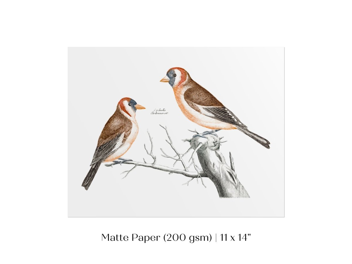 Goldfinches Illustration | P78 - Single Art Prints - Piccolo Fiore Prints