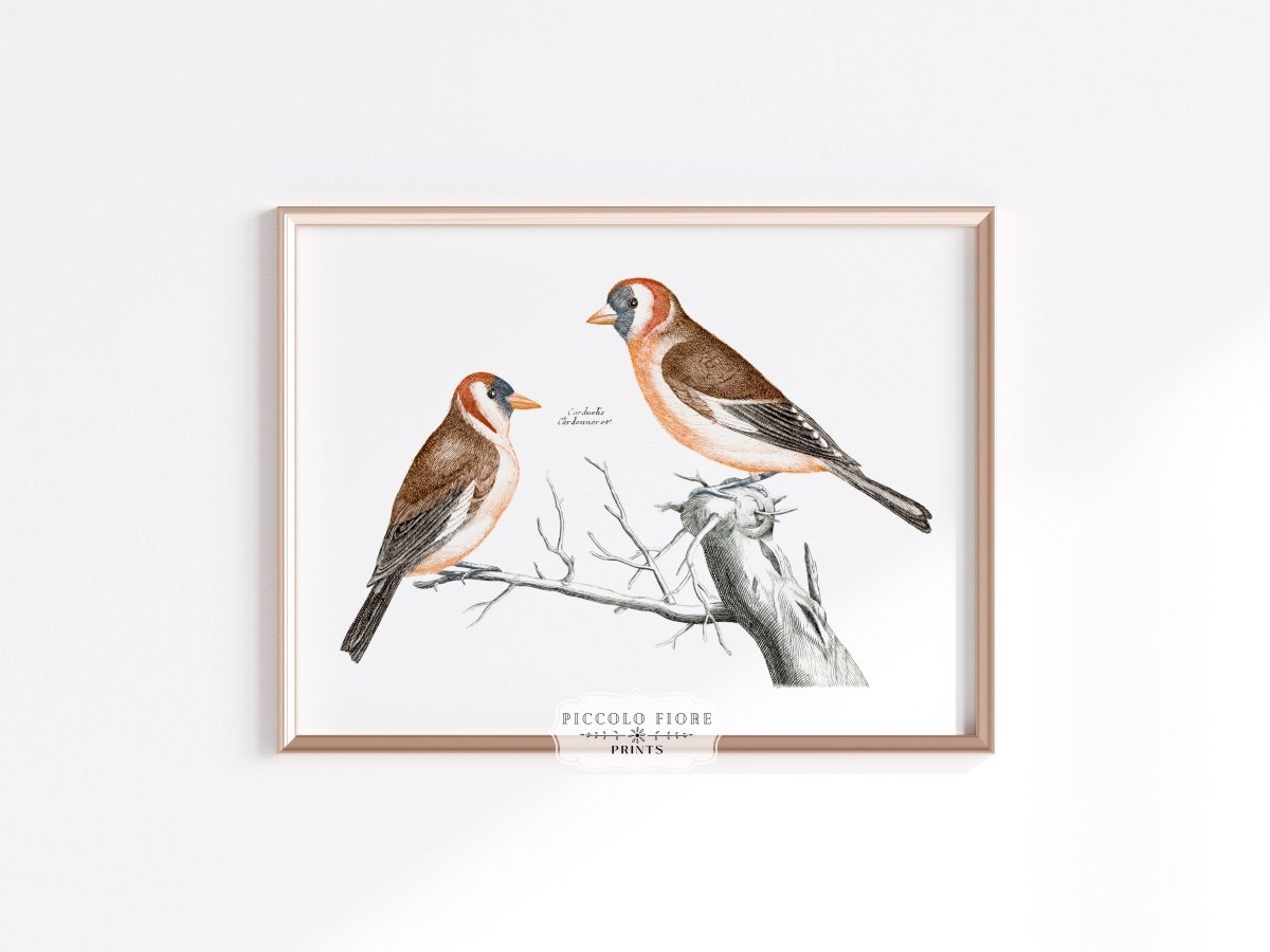 Goldfinches Illustration | P78 - Single Art Prints - Piccolo Fiore Prints