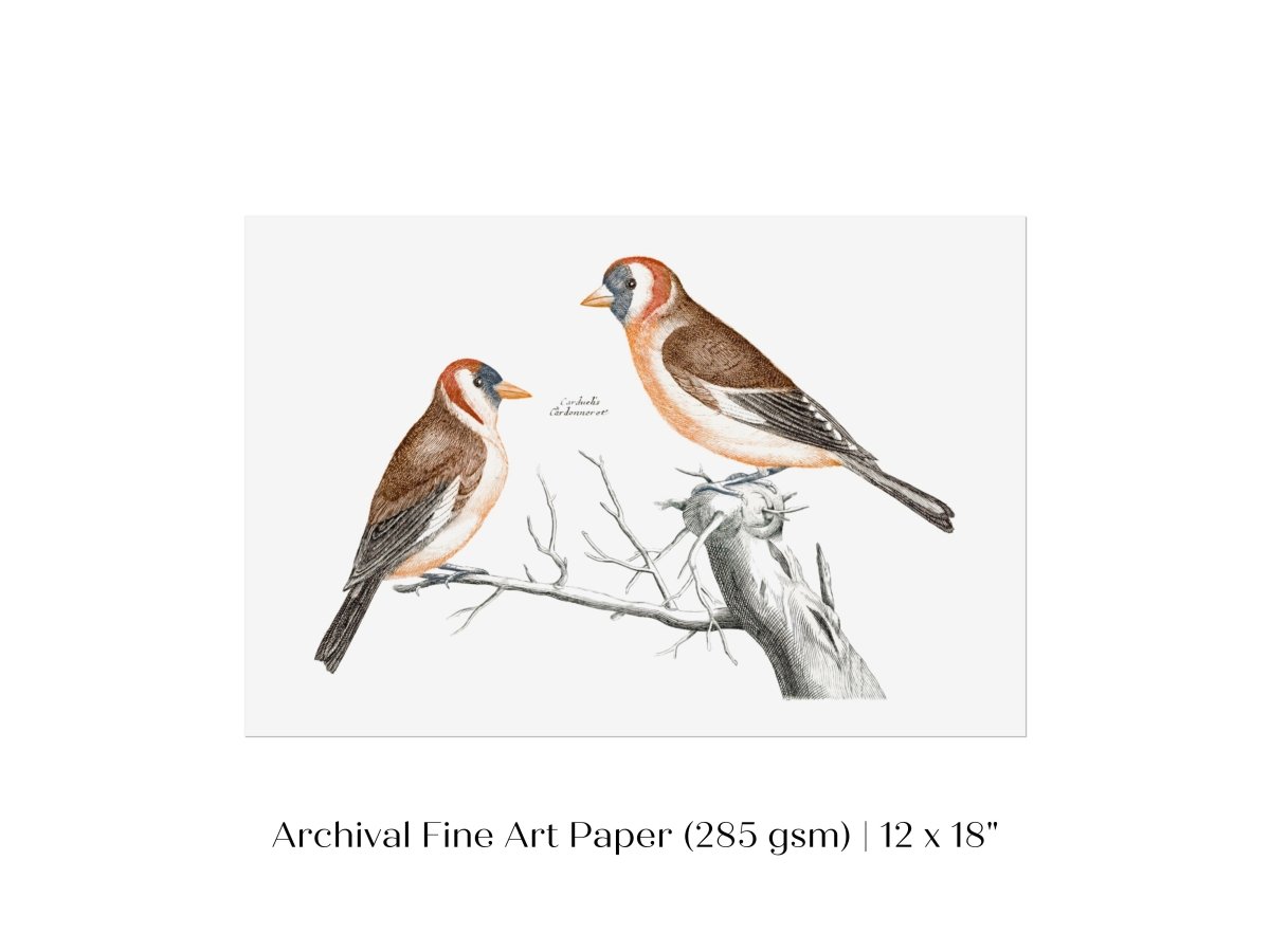 Goldfinches Illustration | P78 - Single Art Prints - Piccolo Fiore Prints