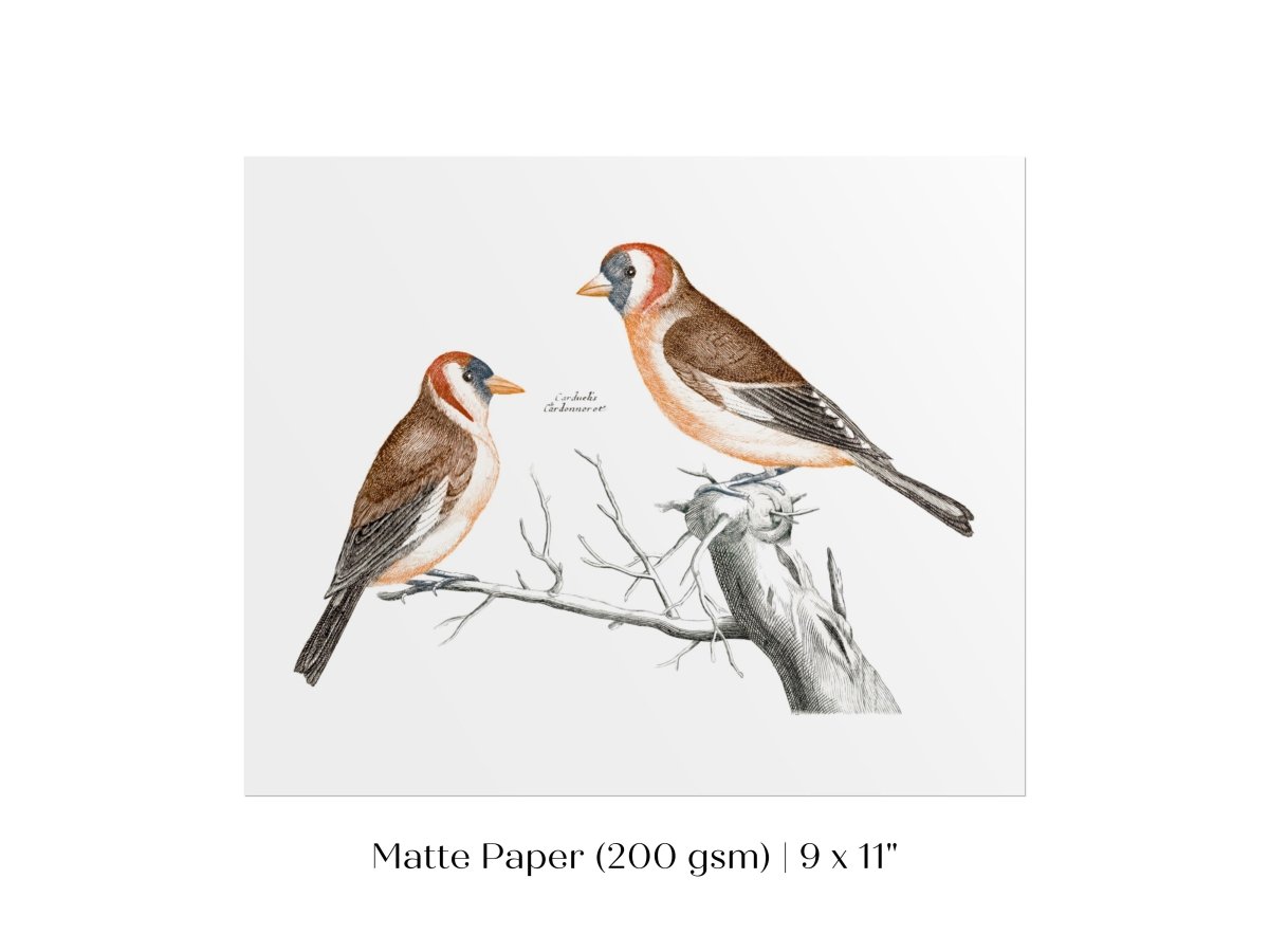 Goldfinches Illustration | P78 - Single Art Prints - Piccolo Fiore Prints