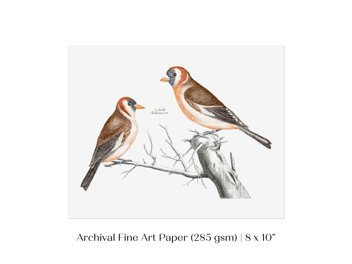 Goldfinches Illustration | P78 - Single Art Prints - Piccolo Fiore Prints