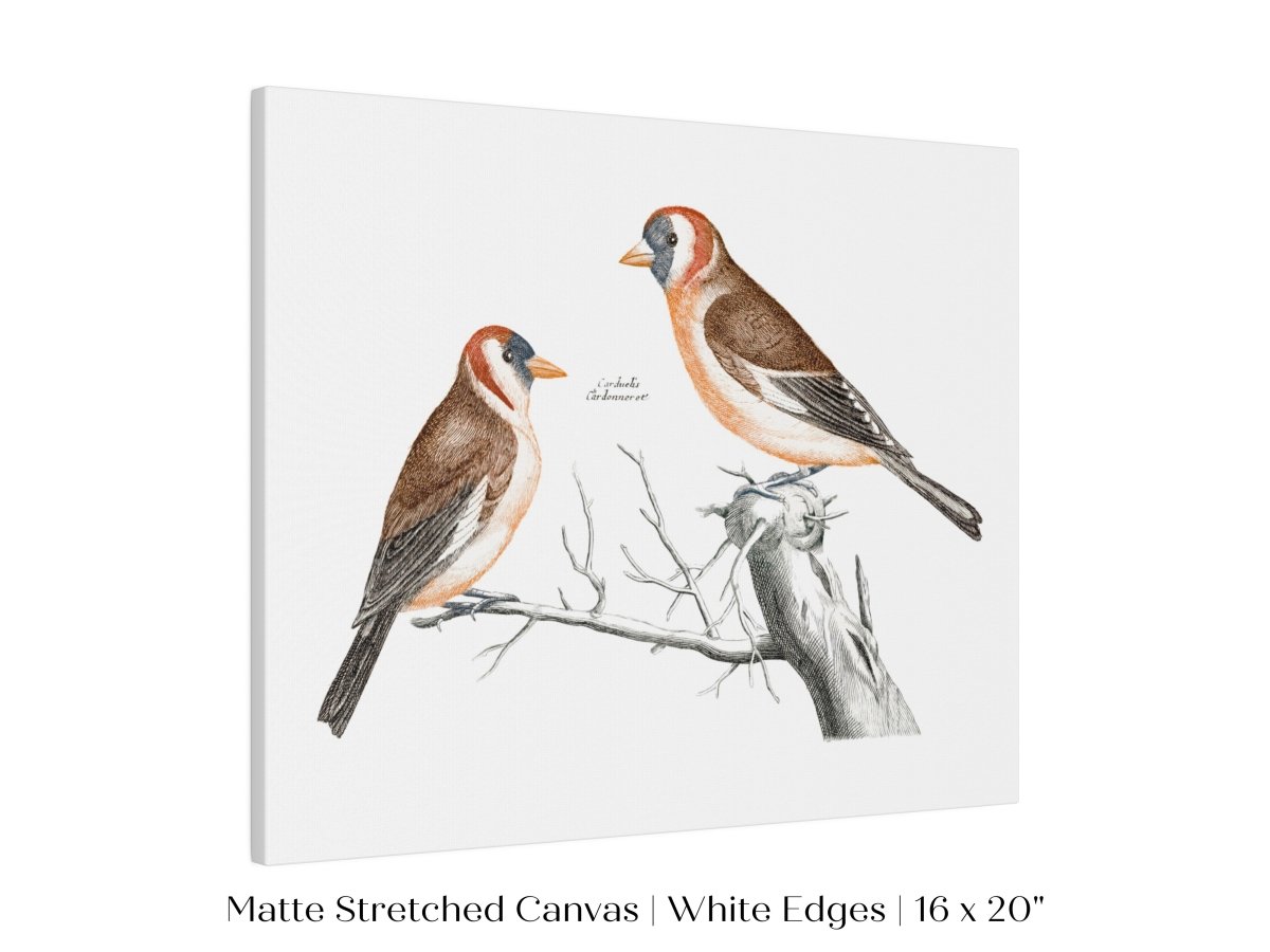 Goldfinches Illustration | P78 - Single Art Prints - Piccolo Fiore Prints