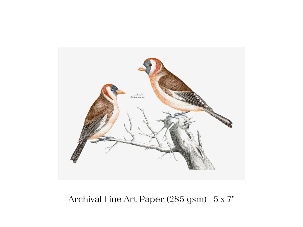 Goldfinches Illustration | P78 - Single Art Prints - Piccolo Fiore Prints
