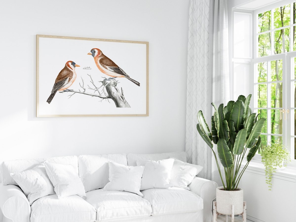 Goldfinches Illustration | P78 - Single Art Prints - Piccolo Fiore Prints