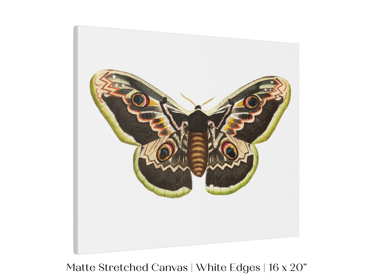 Great Peacock Moth Illustration | P74 - Single Art Prints - Piccolo Fiore Prints
