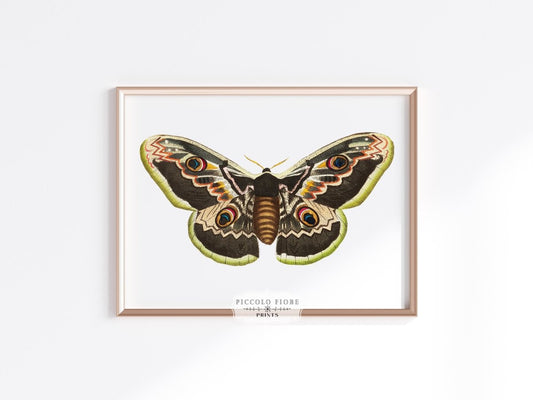 Great Peacock Moth Illustration | P74 - Single Art Prints - Piccolo Fiore Prints