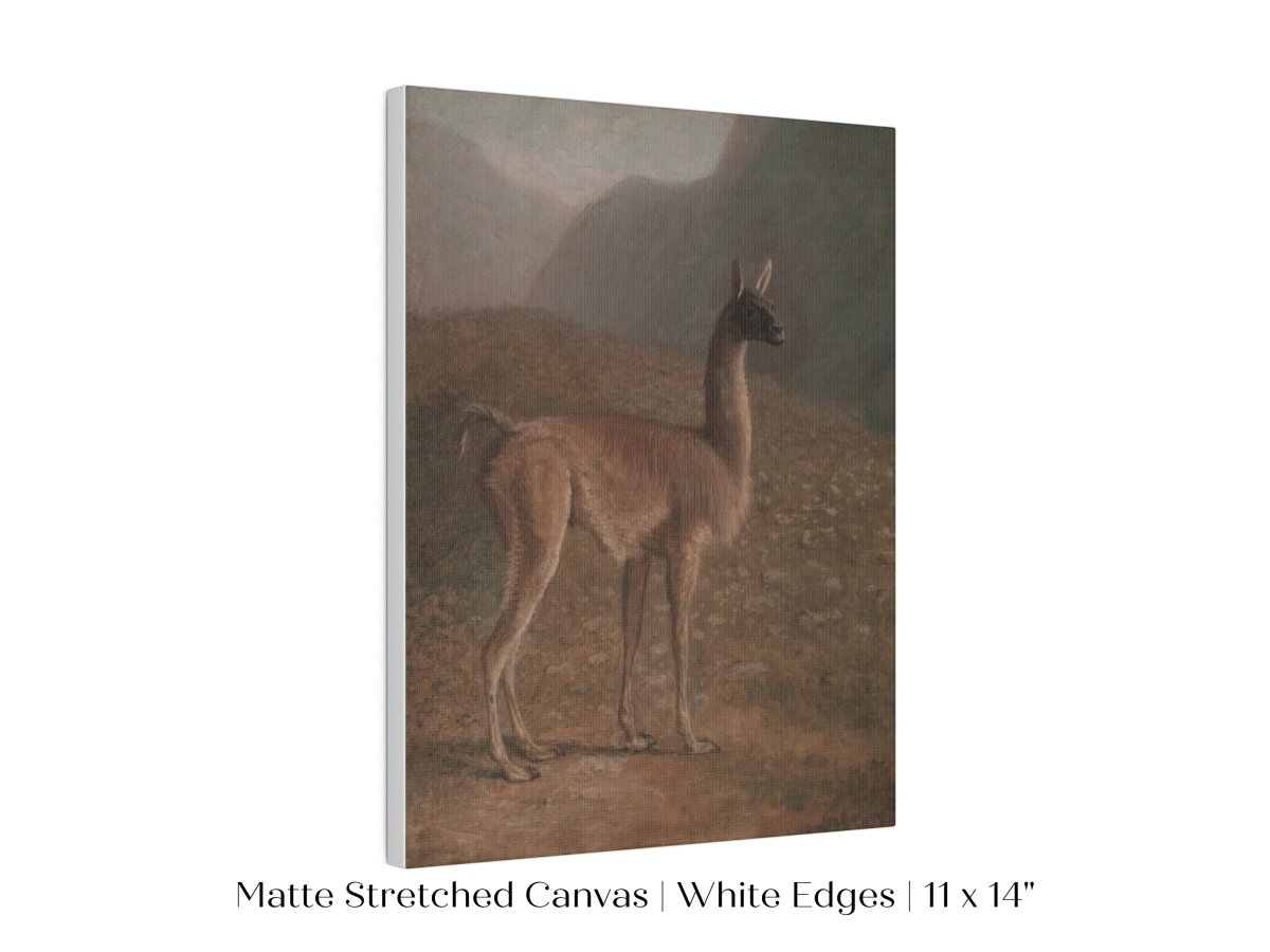 Guanaco Llama | P408 - Single Art Prints - Piccolo Fiore Prints