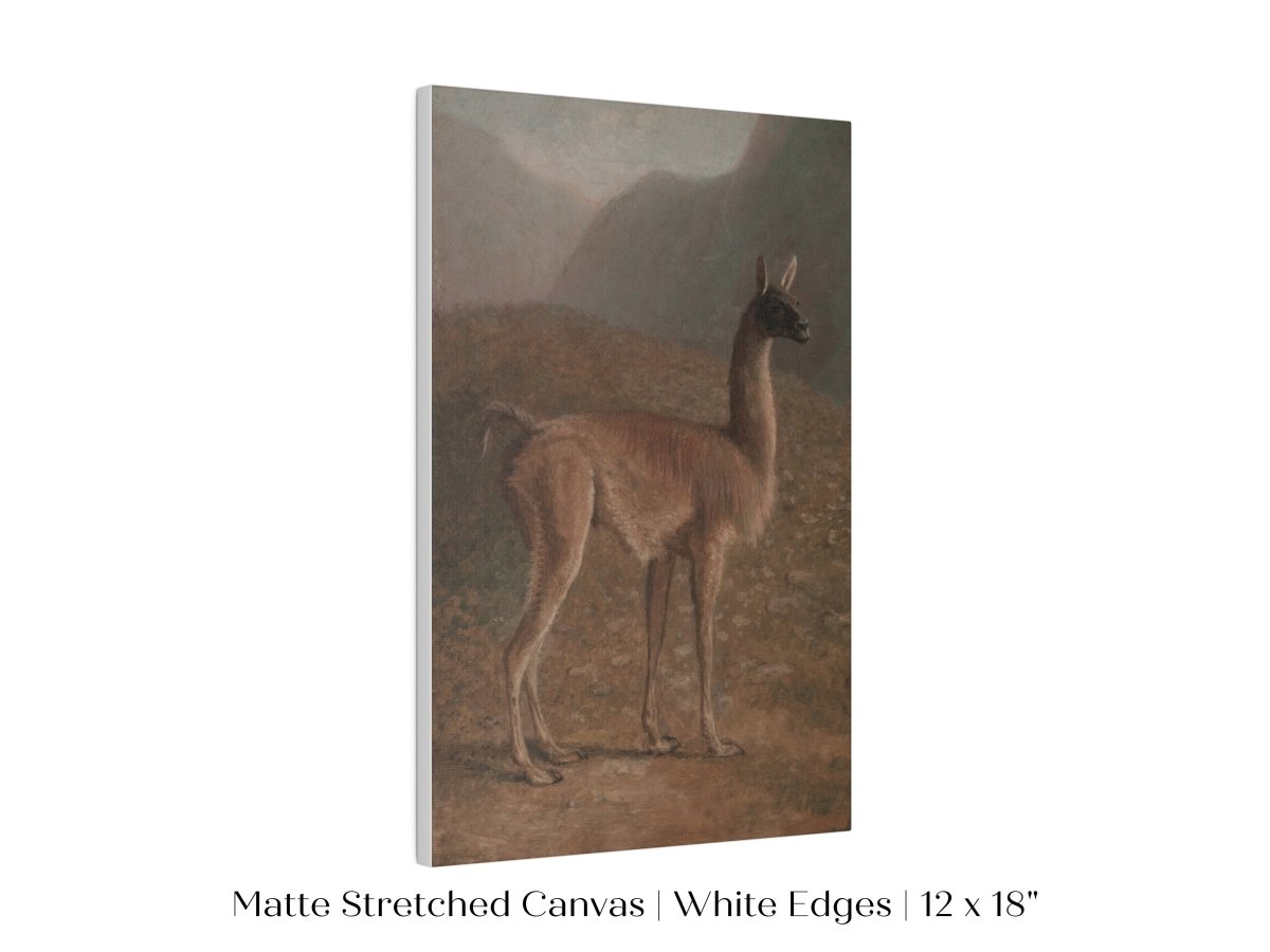 Guanaco Llama | P408 - Single Art Prints - Piccolo Fiore Prints