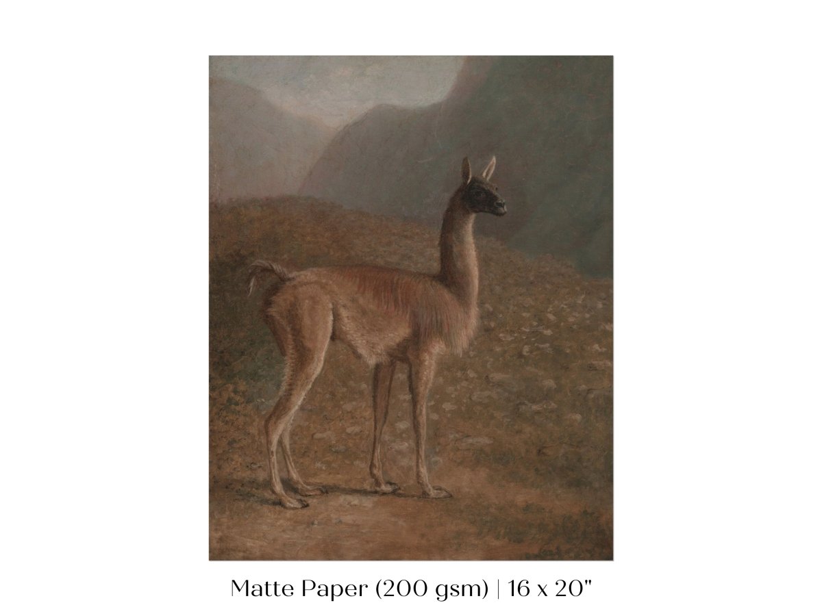 Guanaco Llama | P408 - Single Art Prints - Piccolo Fiore Prints