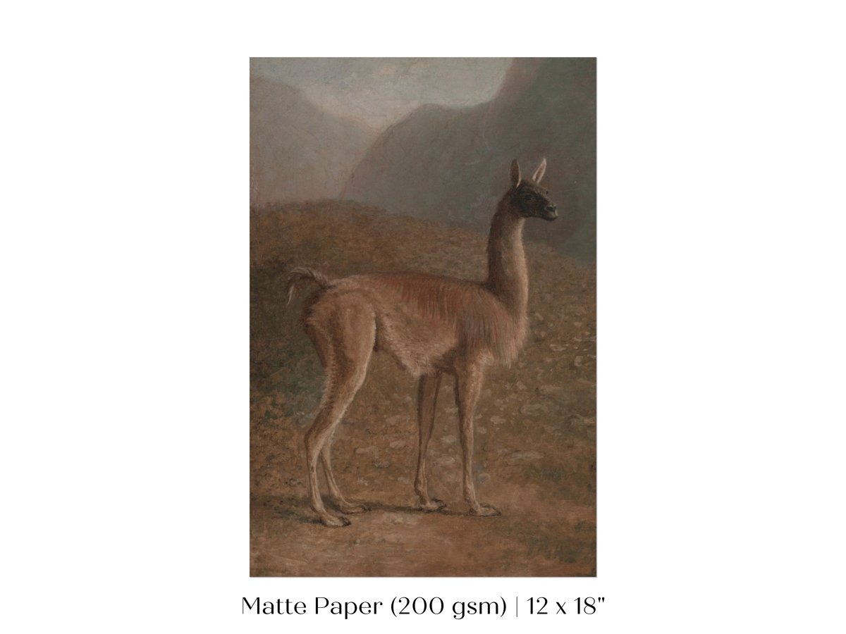 Guanaco Llama | P408 - Single Art Prints - Piccolo Fiore Prints