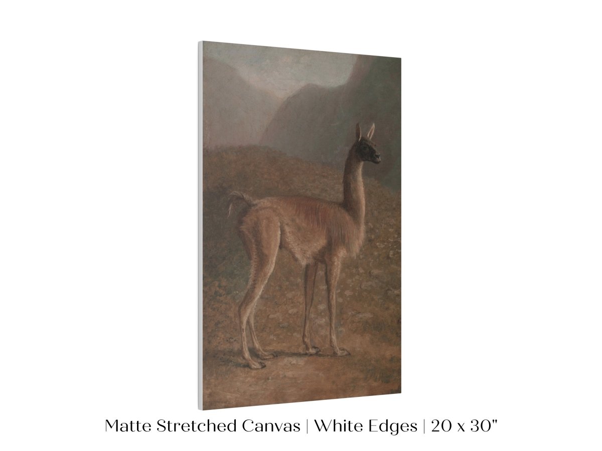 Guanaco Llama | P408 - Single Art Prints - Piccolo Fiore Prints