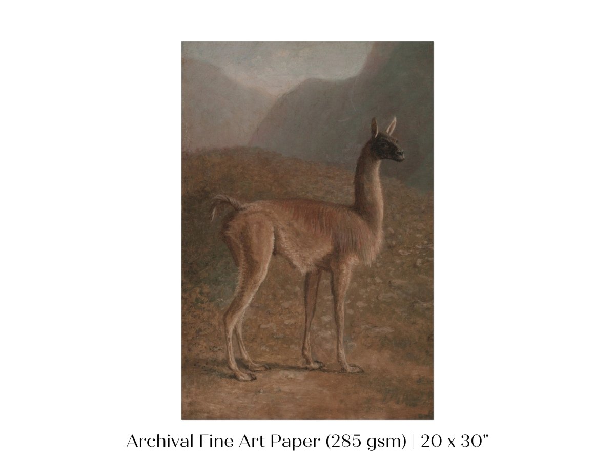 Guanaco Llama | P408 - Single Art Prints - Piccolo Fiore Prints