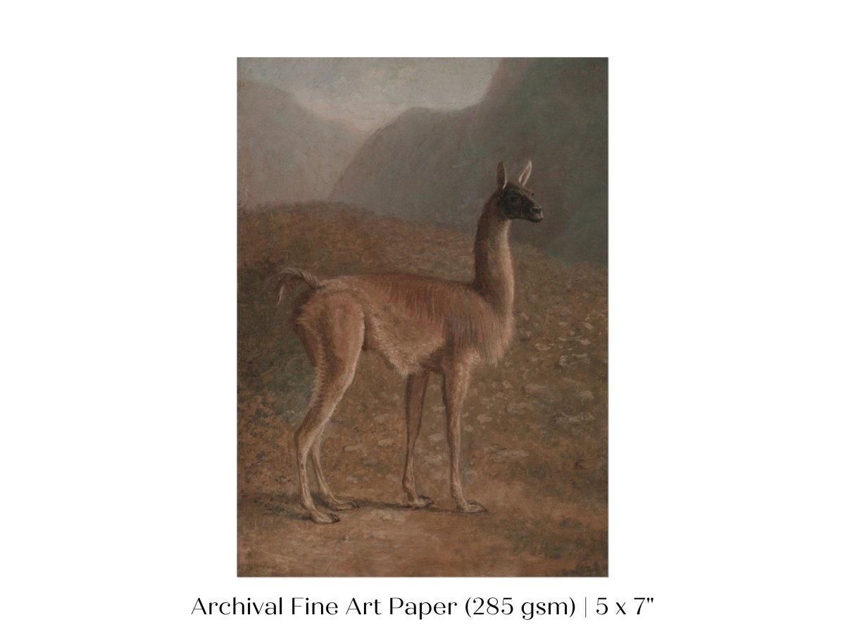Guanaco Llama | P408 - Single Art Prints - Piccolo Fiore Prints