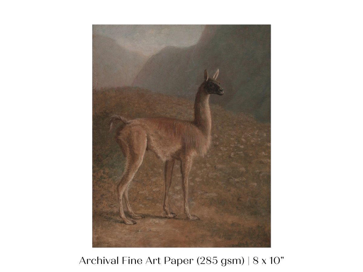 Guanaco Llama | P408 - Single Art Prints - Piccolo Fiore Prints