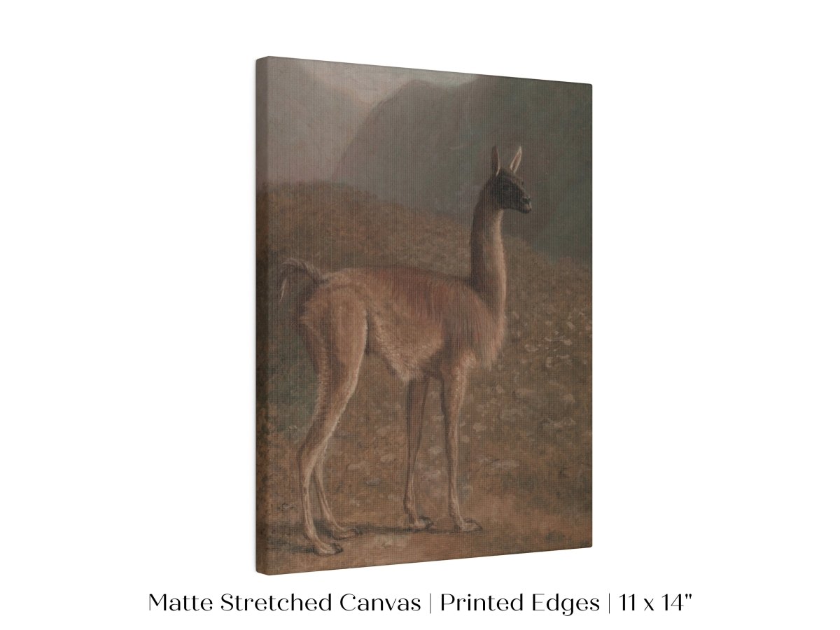 Guanaco Llama | P408 - Single Art Prints - Piccolo Fiore Prints