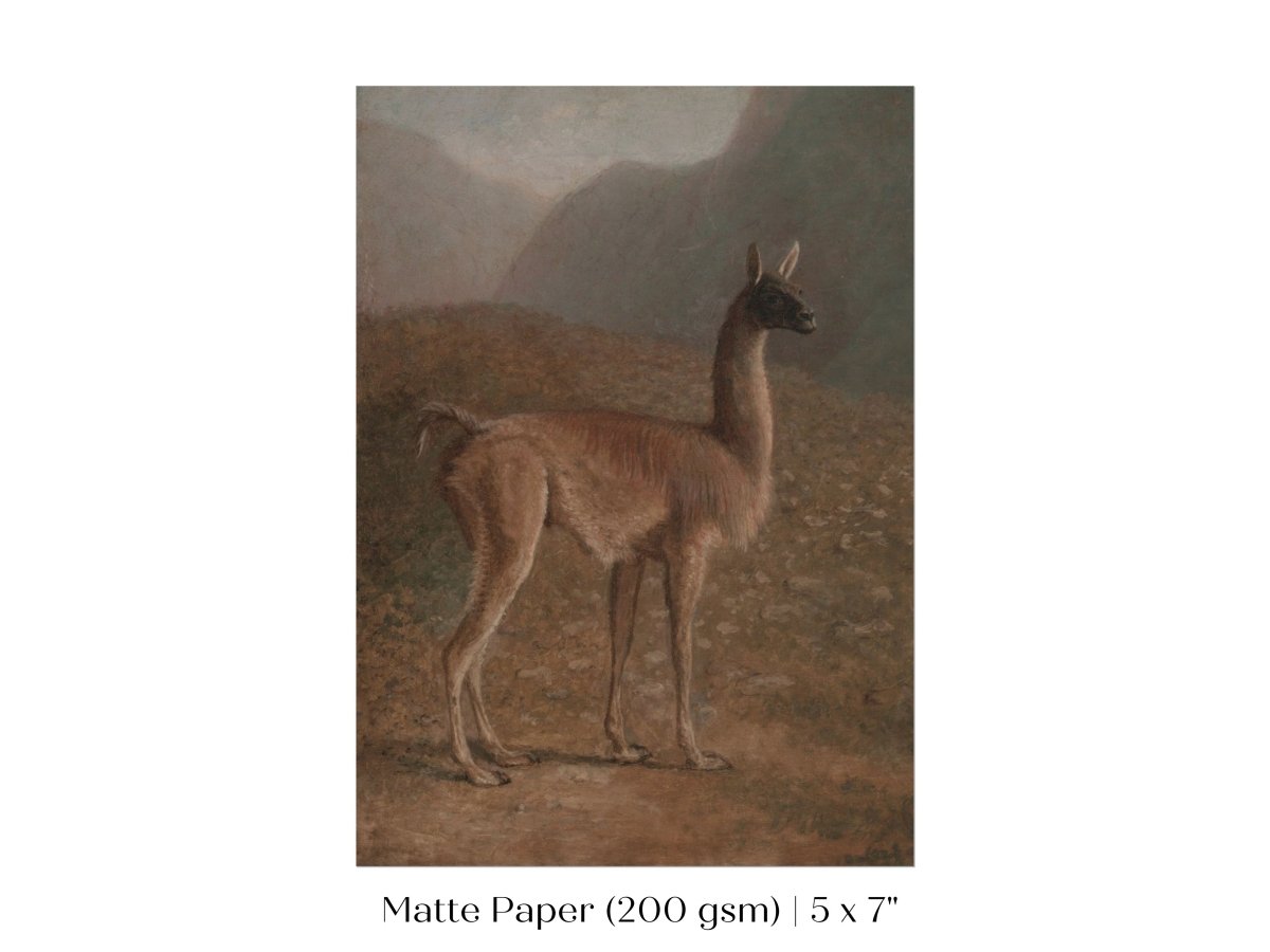 Guanaco Llama | P408 - Single Art Prints - Piccolo Fiore Prints
