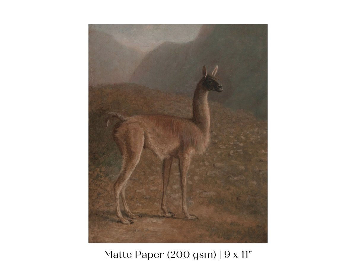 Guanaco Llama | P408 - Single Art Prints - Piccolo Fiore Prints