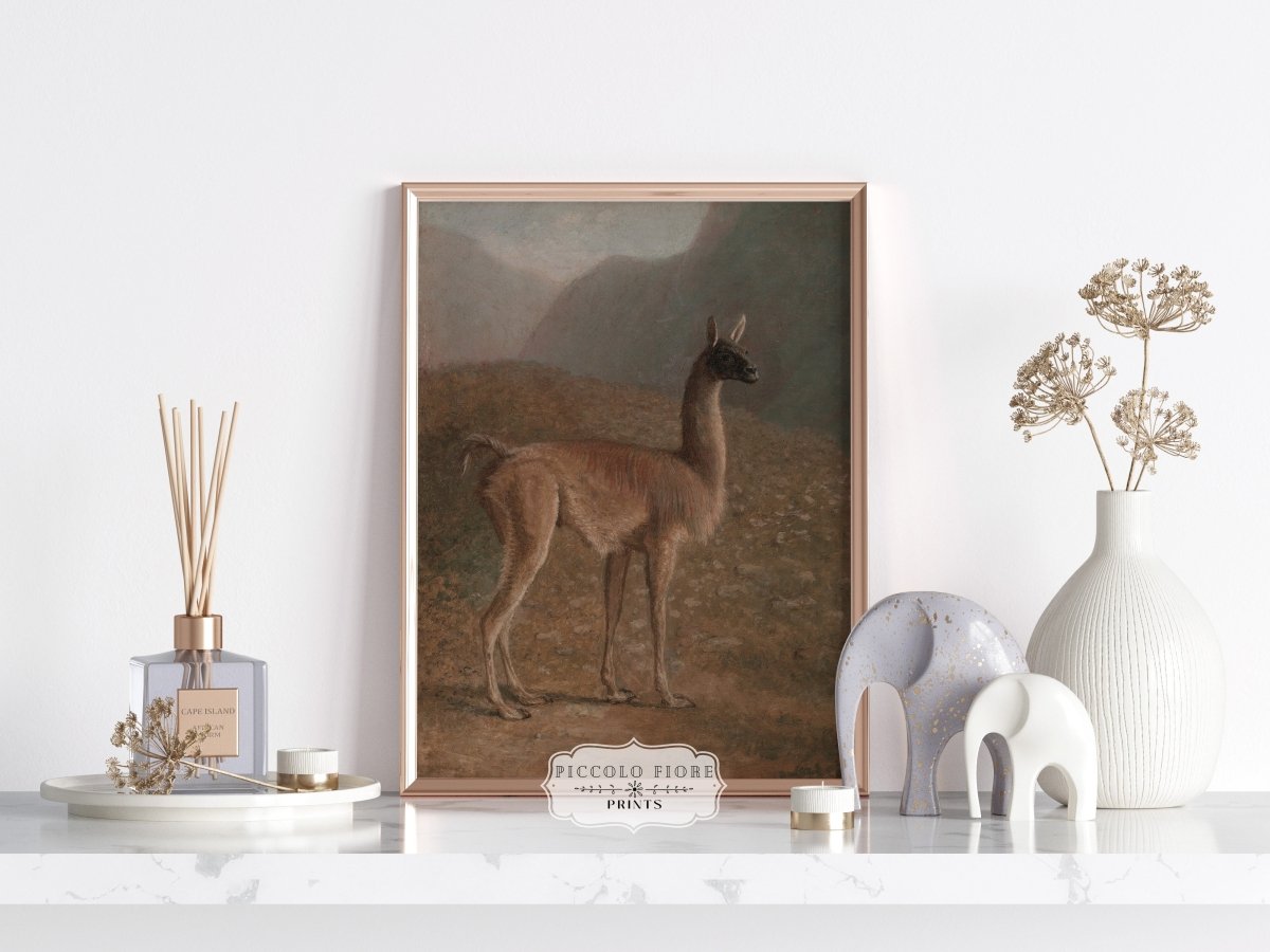 Guanaco Llama | P408 - Single Art Prints - Piccolo Fiore Prints