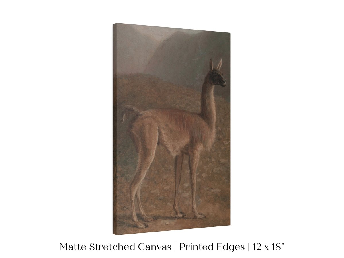 Guanaco Llama | P408 - Single Art Prints - Piccolo Fiore Prints