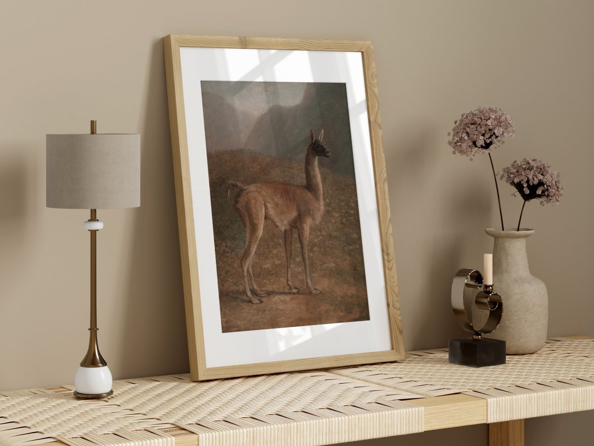 Guanaco Llama | P408 - Single Art Prints - Piccolo Fiore Prints