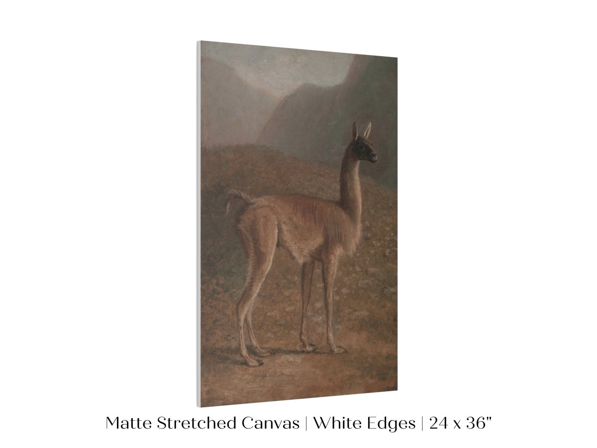Guanaco Llama | P408 - Single Art Prints - Piccolo Fiore Prints