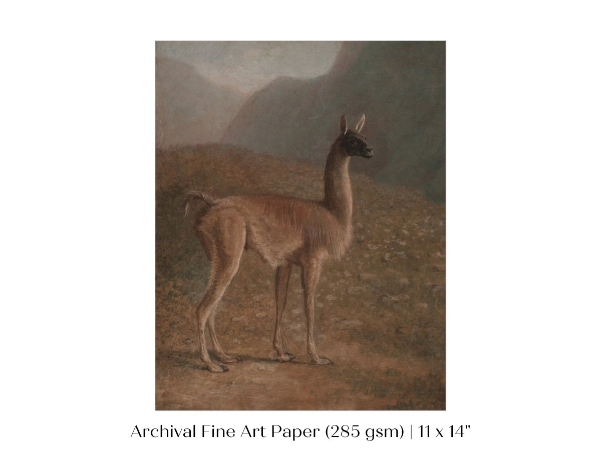 Guanaco Llama | P408 - Single Art Prints - Piccolo Fiore Prints