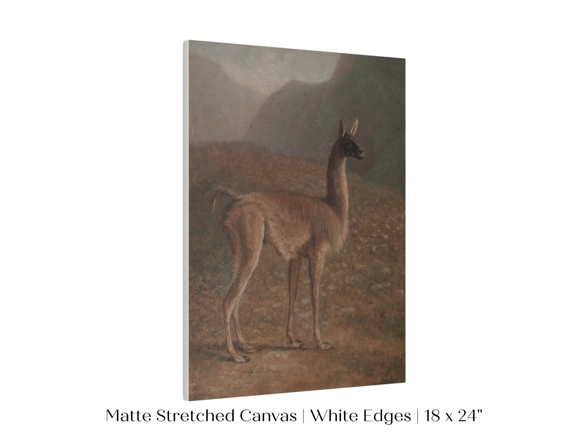 Guanaco Llama | P408 - Single Art Prints - Piccolo Fiore Prints