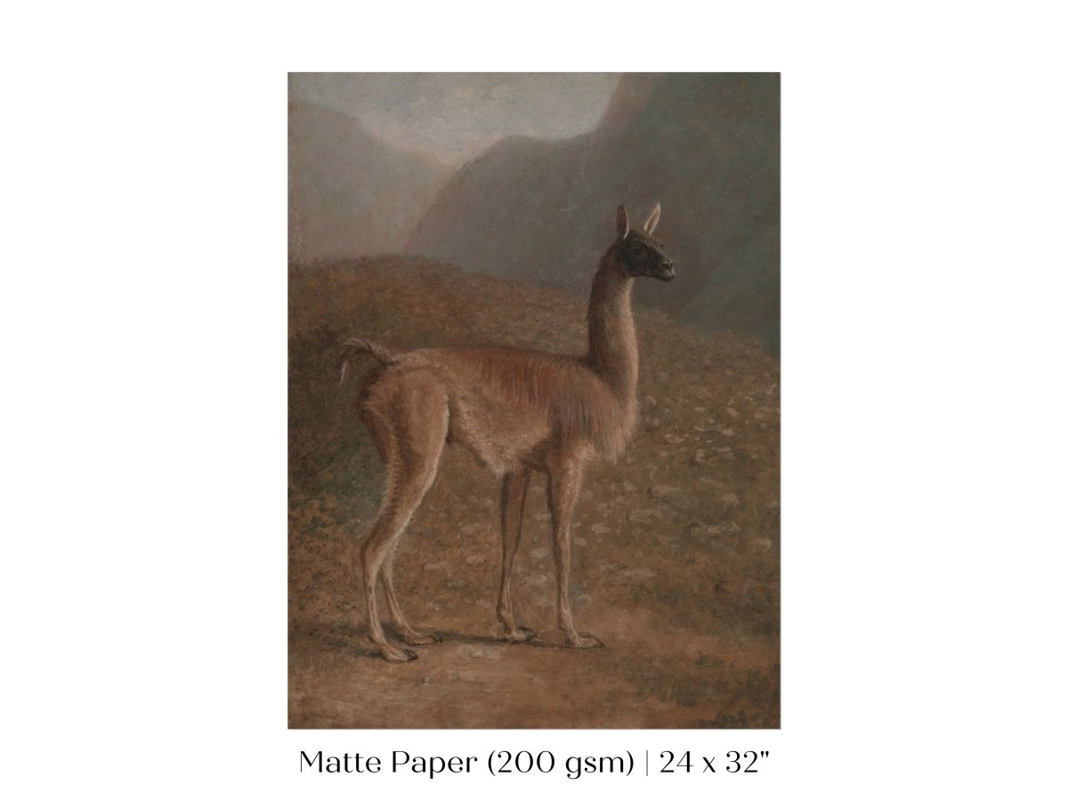 Guanaco Llama | P408 - Single Art Prints - Piccolo Fiore Prints