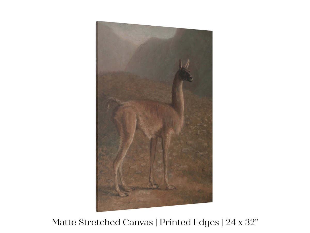 Guanaco Llama | P408 - Single Art Prints - Piccolo Fiore Prints