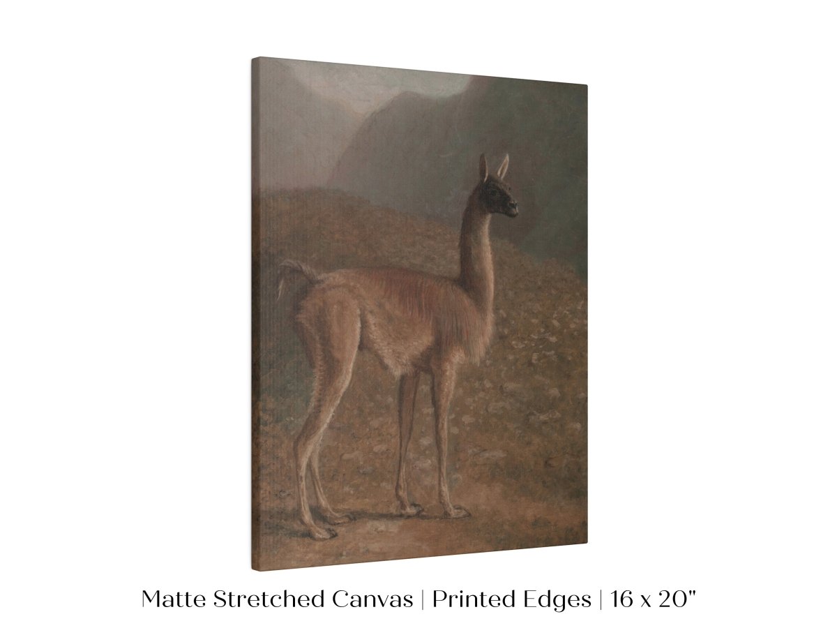 Guanaco Llama | P408 - Single Art Prints - Piccolo Fiore Prints
