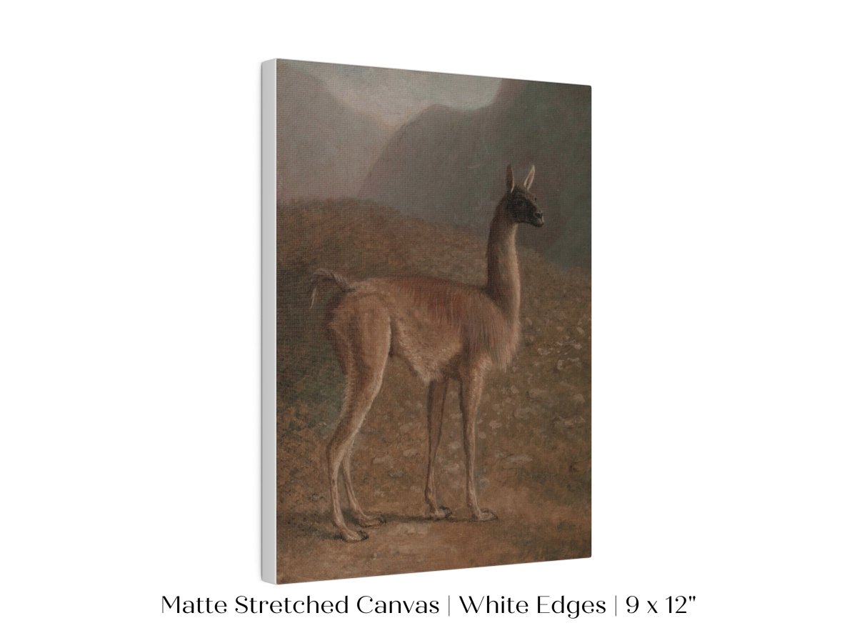 Guanaco Llama | P408 - Single Art Prints - Piccolo Fiore Prints