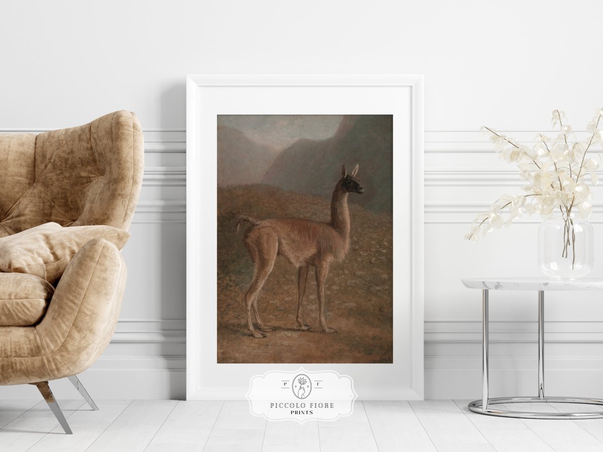 Guanaco Llama | P408 - Single Art Prints - Piccolo Fiore Prints