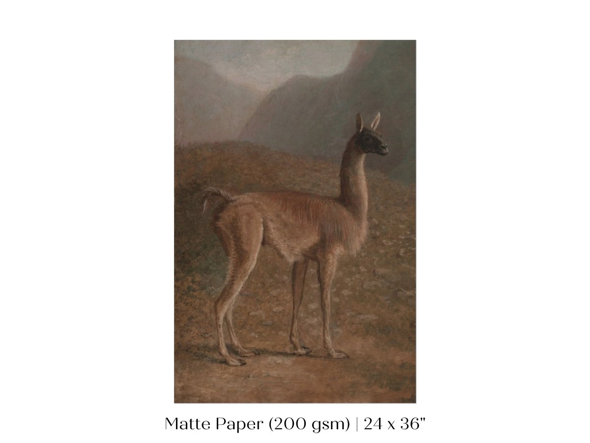 Guanaco Llama | P408 - Single Art Prints - Piccolo Fiore Prints