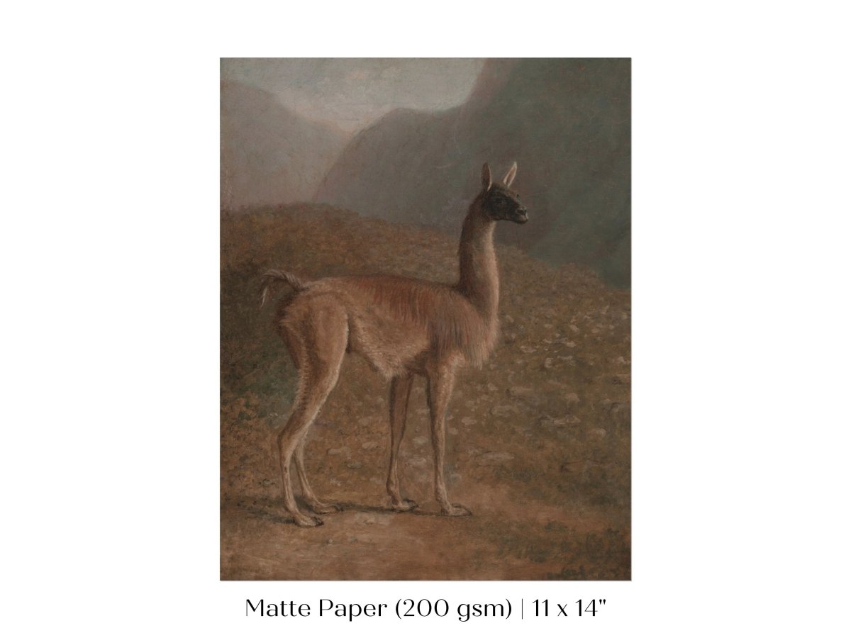 Guanaco Llama | P408 - Single Art Prints - Piccolo Fiore Prints