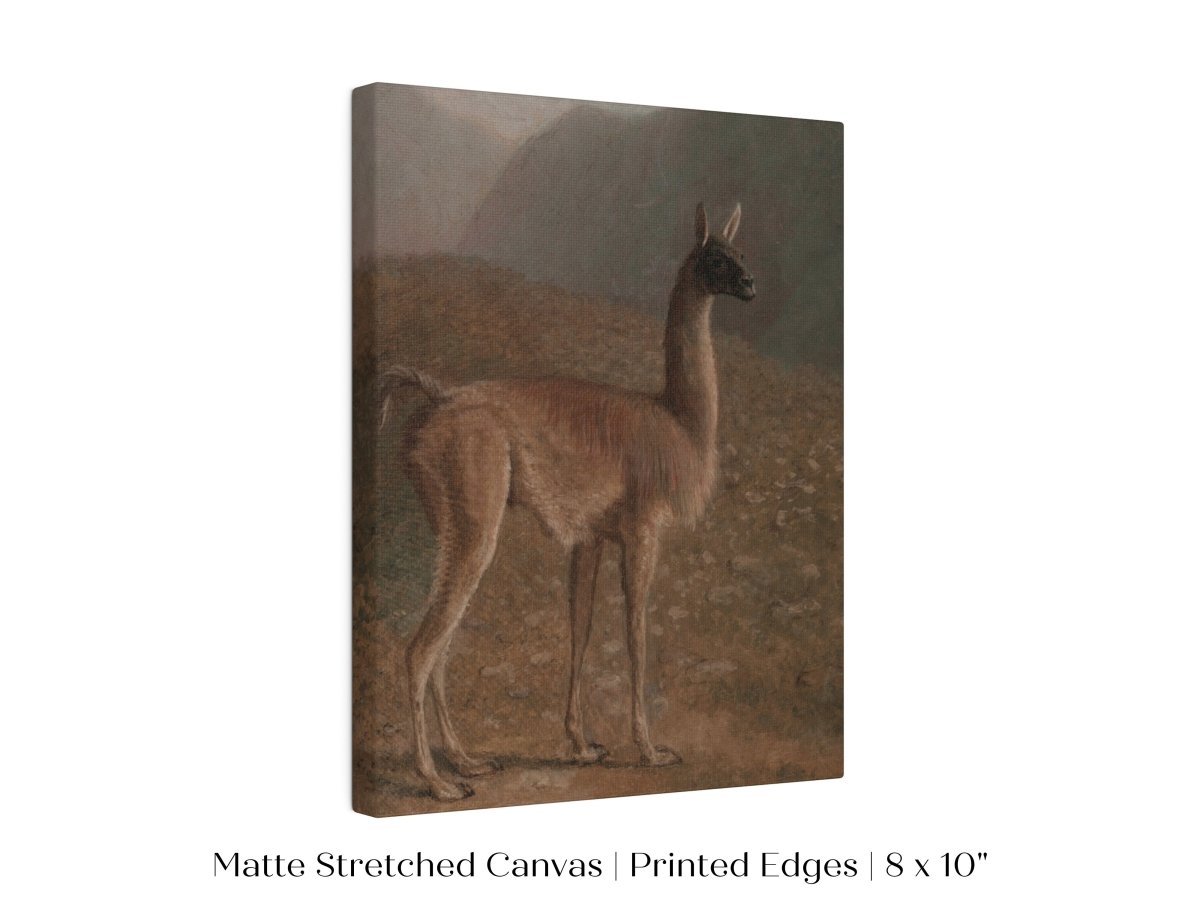 Guanaco Llama | P408 - Single Art Prints - Piccolo Fiore Prints