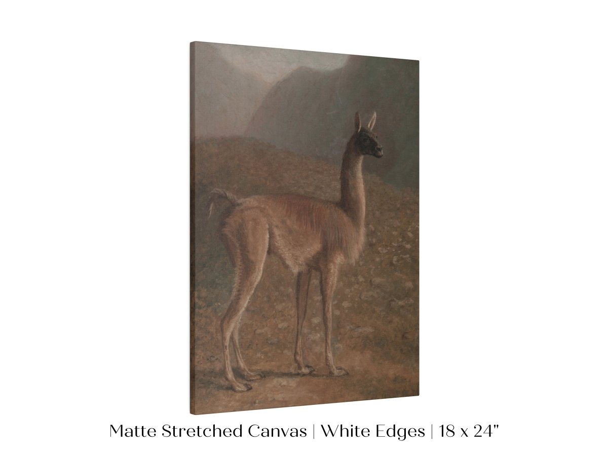 Guanaco Llama | P408 - Single Art Prints - Piccolo Fiore Prints